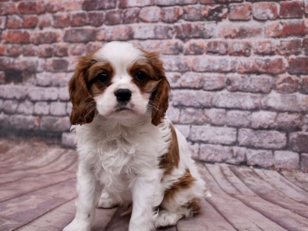 [#17808] Blenheim Male Cavalier King Charles Spaniel Puppies For Sale