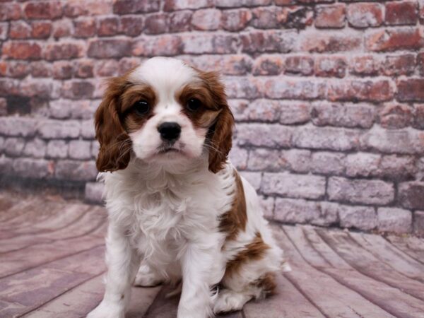 Cavalier King Charles Spaniel Dog Male Blenheim 17808 Petland Wichita, Kansas