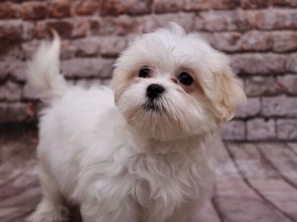 [#17805] White Female Malshi Puppies For Sale