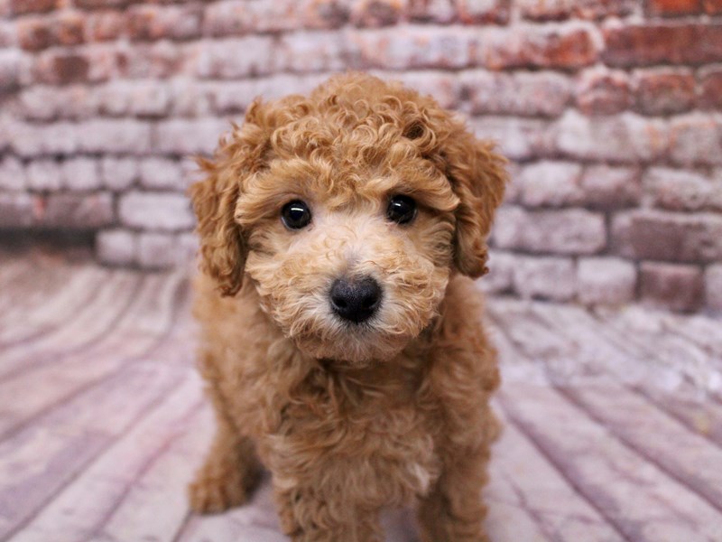 Bichon Poo - 17806 Image #1
