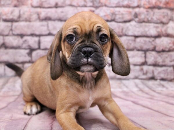 [#17830] Sable/ Black Mask Female Puggle Puppies For Sale