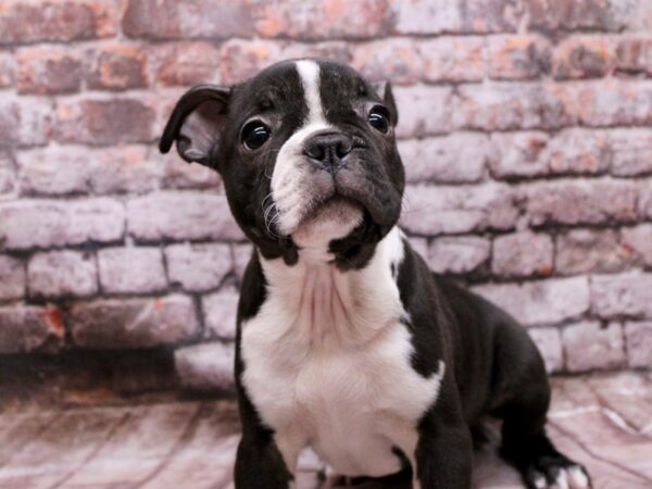 [#17824] Black & White Male Boston Terrier Puppies For Sale