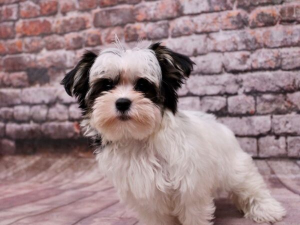 Malti Poo Dog Female Black & White 17825 Petland Wichita, Kansas