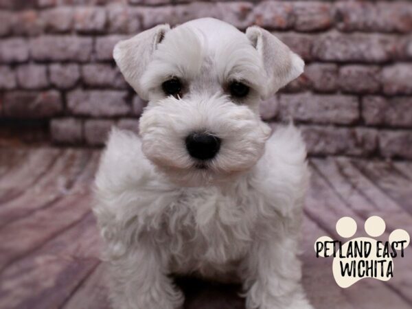 Miniature Schnauzer Dog Male White 17831 Petland Wichita, Kansas