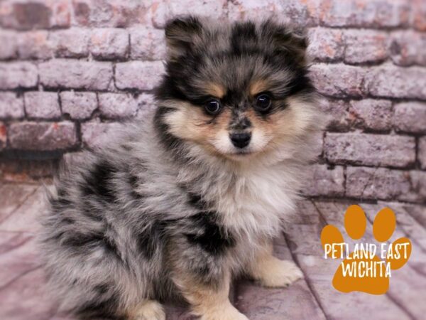 Pomeranian Dog Male Blue Merle 17836 Petland Wichita, Kansas