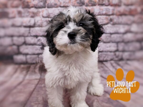 Cockapoo-Dog-Female-Blue Merle & White-17841-Petland Wichita, Kansas