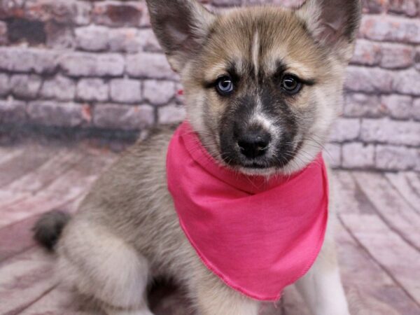 Pomsky-Dog-Female-Sable-17763-Petland Wichita, Kansas