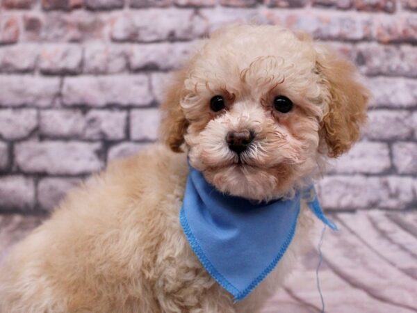 Miniature Poodle Dog Male Apricot 17756 Petland Wichita, Kansas