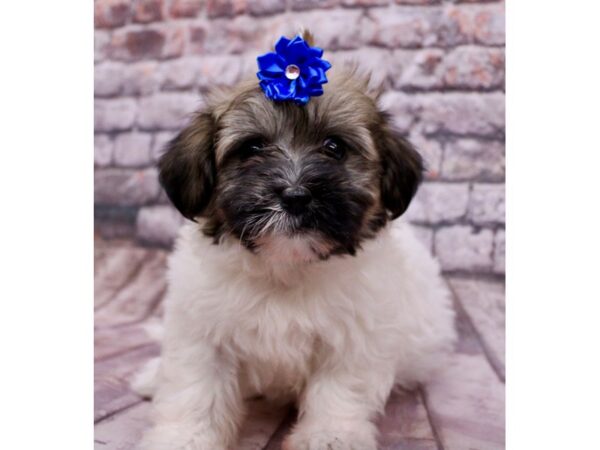 Havanese Dog Female Sable & White 17760 Petland Wichita, Kansas