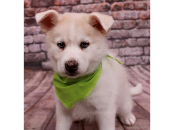 Pomsky Dog Male Cream & White 17762 Petland Wichita, Kansas