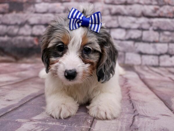 Doxie-Poo Dog Female White & Blue Merle 17774 Petland Wichita, Kansas