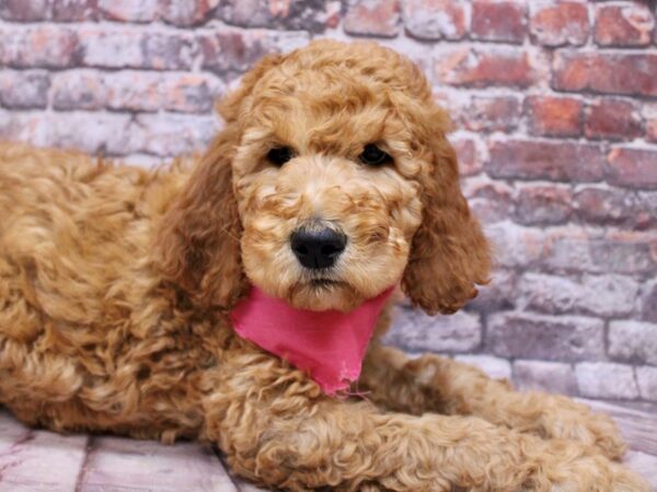 Standard Poodle Dog Male Red Gold 17789 Petland Wichita, Kansas