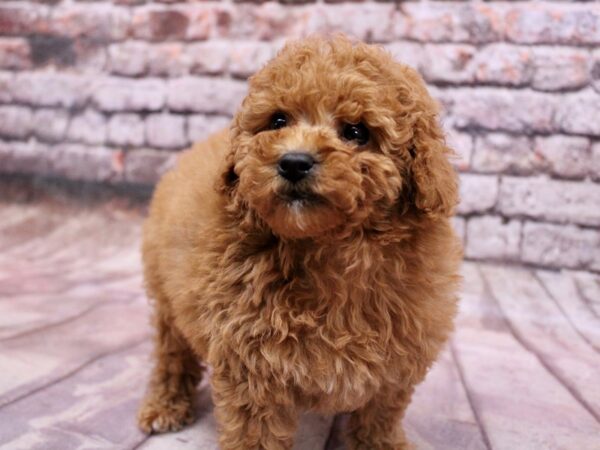 Miniature Poodle Dog Male Red 17819 Petland Wichita, Kansas