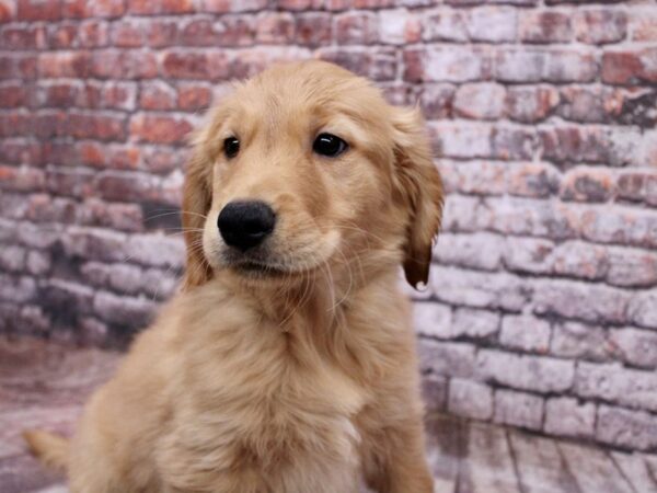 Golden Retriever Dog Male Golden 17812 Petland Wichita, Kansas