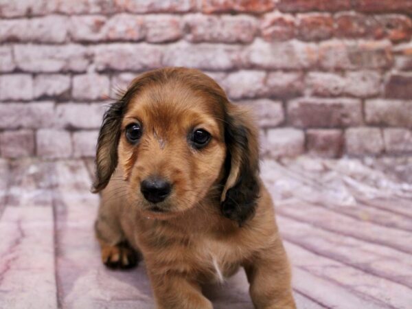 Miniature Dachshund Dog Male Red Sable 17811 Petland Wichita, Kansas