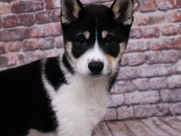 Shiba Inu-Dog-Male-Tri-17809-Petland Wichita, Kansas