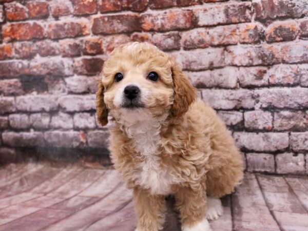 Bichon Poo Dog Female Apricot w/ White 17807 Petland Wichita, Kansas