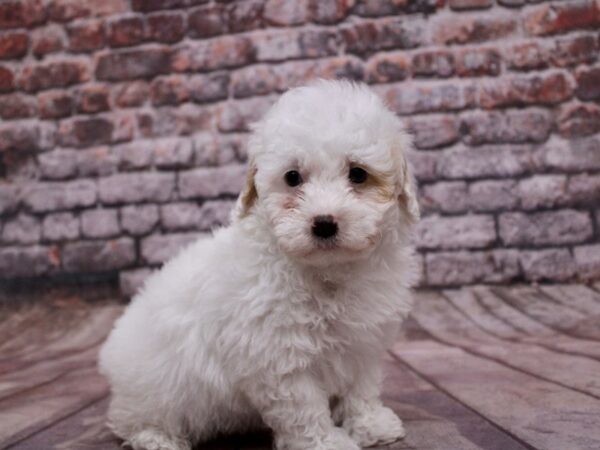 Miniature Poodle Dog Female White & Tan 17818 Petland Wichita, Kansas