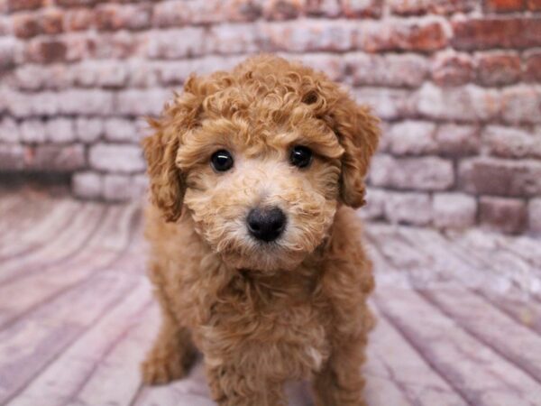 Bichon Poo Dog Male Red 17806 Petland Wichita, Kansas