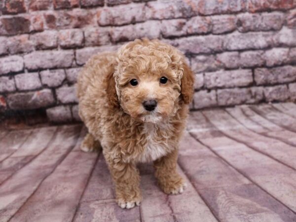 Miniature Poodle-Dog-Female-Red-17817-Petland Wichita, Kansas