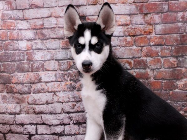 Siberian Husky Dog Female Black & White 17822 Petland Wichita, Kansas