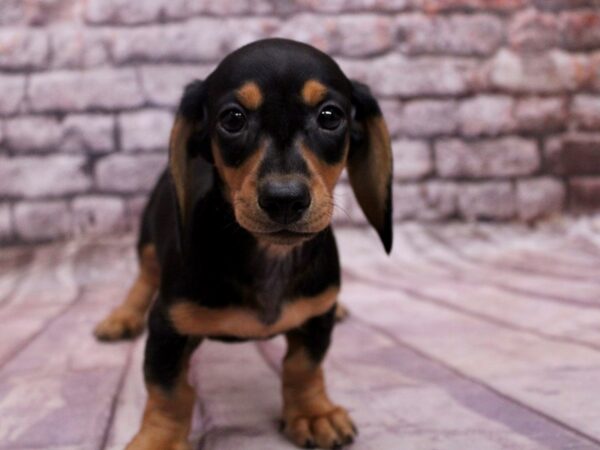 Miniature Dachshund Dog Male Black & Tan 17828 Petland Wichita, Kansas