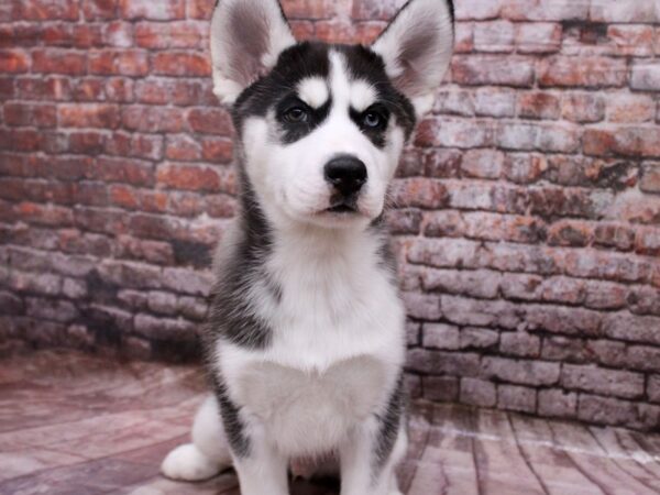 Siberian Husky Dog Male Black & White 17821 Petland Wichita, Kansas