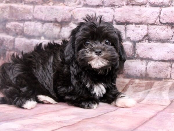 Shihpoo-Dog-Female-Black & White-17829-Petland Wichita, Kansas