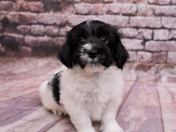 Havanese-Dog-Male-Black & White-17823-Petland Wichita, Kansas