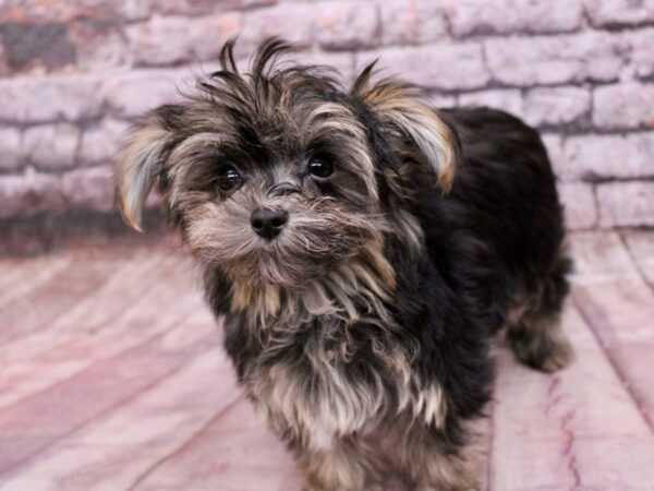 Morkie Dog Male Black & Tan 17826 Petland Wichita, Kansas