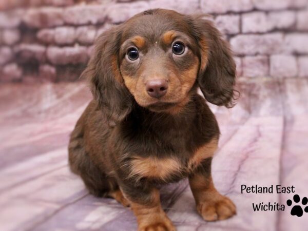 Miniature Dachshund Dog Male Chocoalte & Tan 17834 Petland Wichita, Kansas