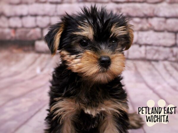 Yorkshire Terrier Dog Female Black & Tan 17835 Petland Wichita, Kansas