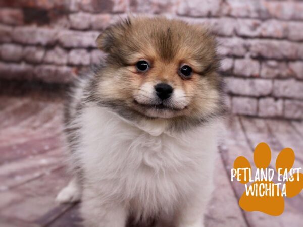 Pomeranian-Dog-Female-Sable-17837-Petland Wichita, Kansas