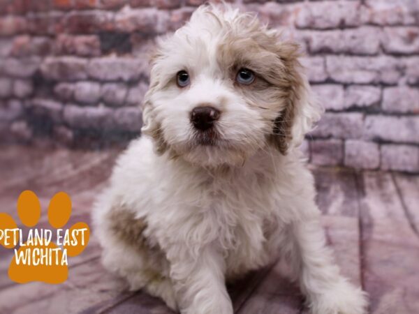 Cockapoo Dog Male Buff & White 17842 Petland Wichita, Kansas