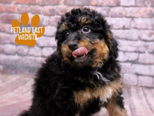 F1B Mini Bernedoodle Dog Female Black & Rust 17832 Petland Wichita, Kansas