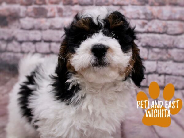 F1B Mini Bernedoodle-Dog-Male-Tri-17833-Petland Wichita, Kansas