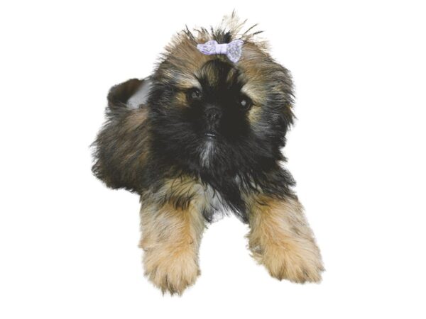 Adopt a Pet Shih Tzu-Dog-Female-Sable-17770-Petland Wichita, Kansas