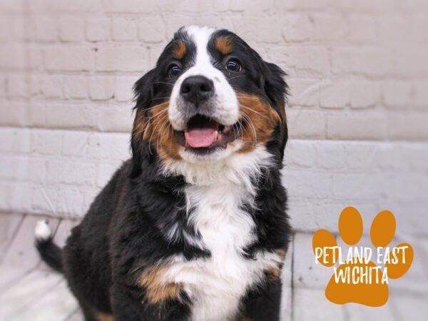 Bernese Mountain Dog Dog Female Tri 17846 Petland Wichita, Kansas