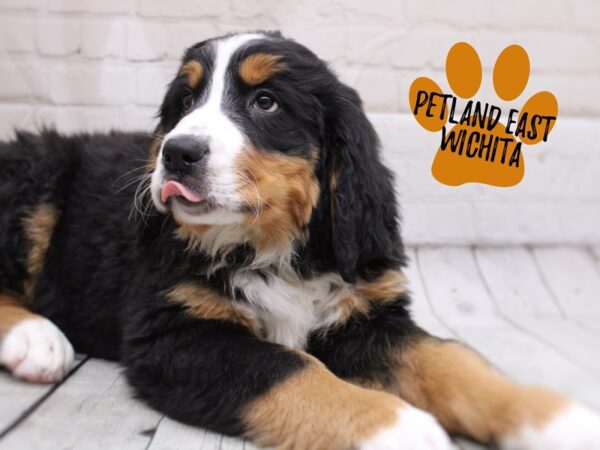 Bernese Mountain Dog-Dog-Male-Tri-17845-Petland Wichita, Kansas