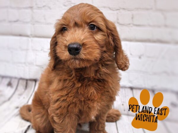 Miniature Goldendoodle Dog Male Red 17844 Petland Wichita, Kansas