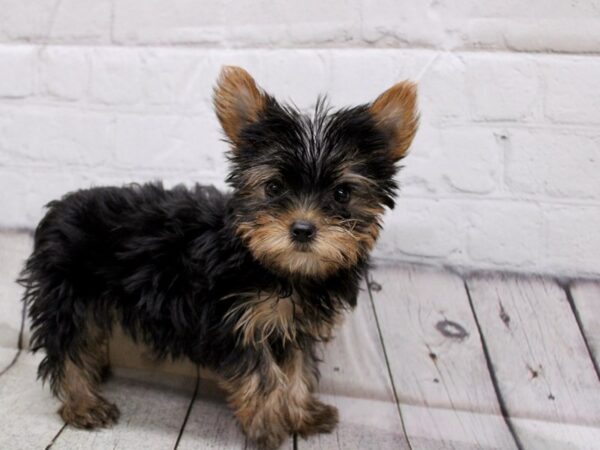 Yorkshire Terrier Dog Female Black & Rust 17843 Petland Wichita, Kansas