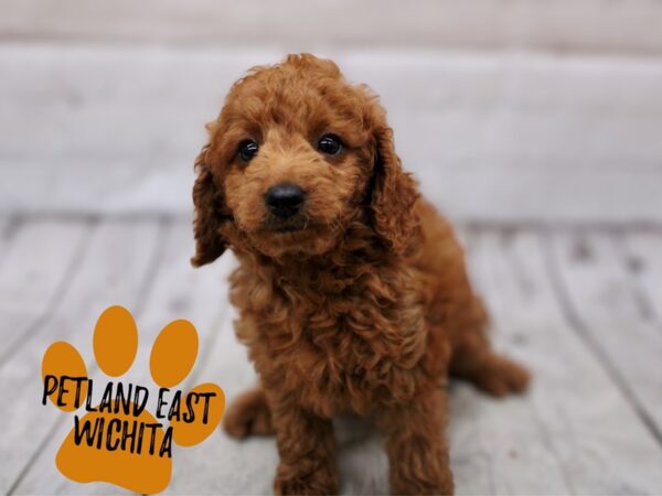 F1B Mini Goldendoodle Dog Male Red 17856 Petland Wichita, Kansas