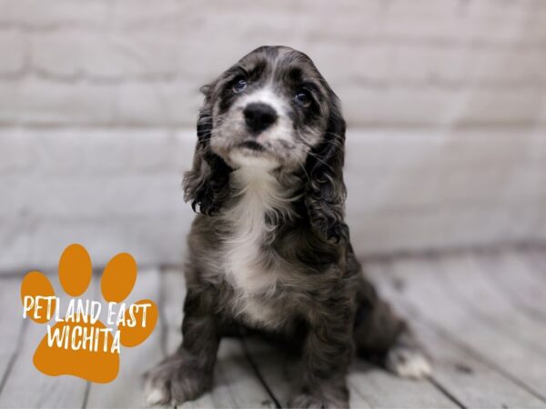 Cocker Spaniel Dog Male Blue Merle Markings 17852 Petland Wichita, Kansas