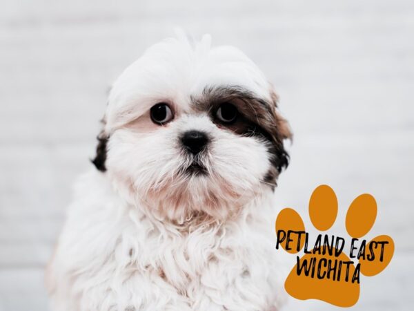 Shih Tzu-Dog-Male-Sable & White-17850-Petland Wichita, Kansas