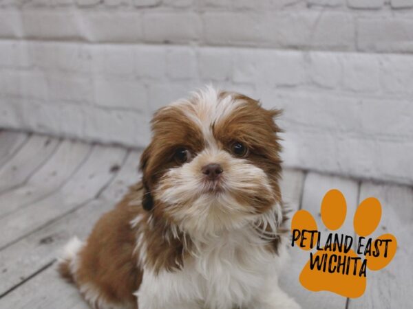 Shih Tzu Dog Female Chocolate & White 17849 Petland Wichita, Kansas