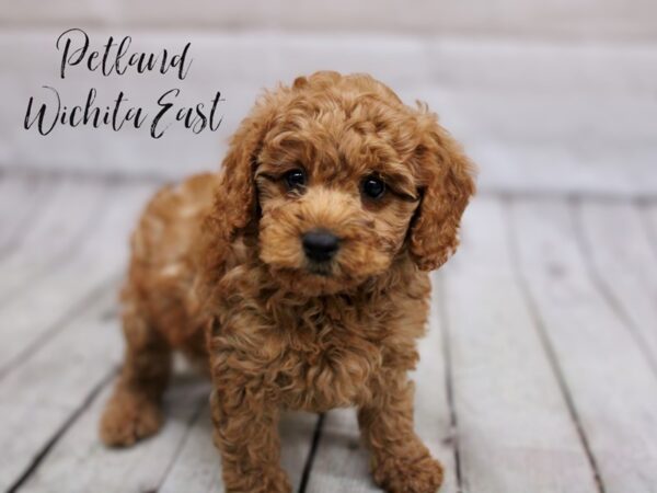 F1B Mini Goldendoodle-Dog-Male-Red-17855-Petland Wichita, Kansas