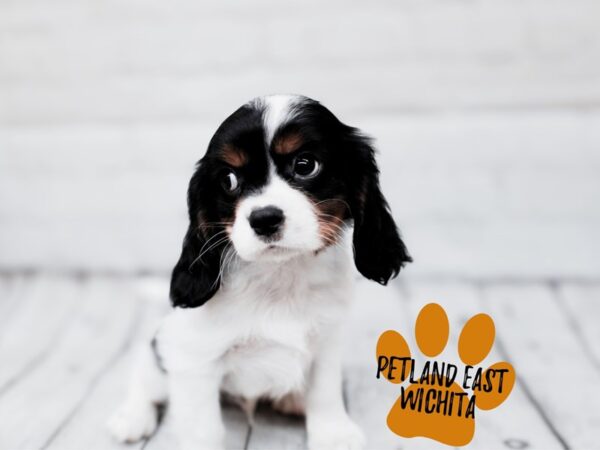 Cavalier King Charles Spaniel Dog Male Tri 17848 Petland Wichita, Kansas