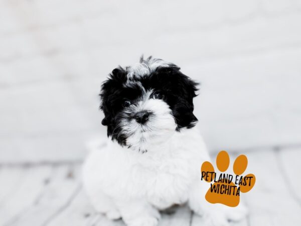 Havachon-Dog-Female-Black & White-17853-Petland Wichita, Kansas