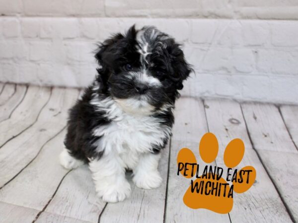 Havachon Dog Female Black & White 17854 Petland Wichita, Kansas