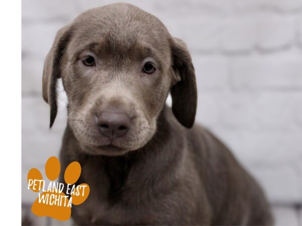 Labrador Retriever-Dog-Female-Silver-17858-Petland Wichita, Kansas